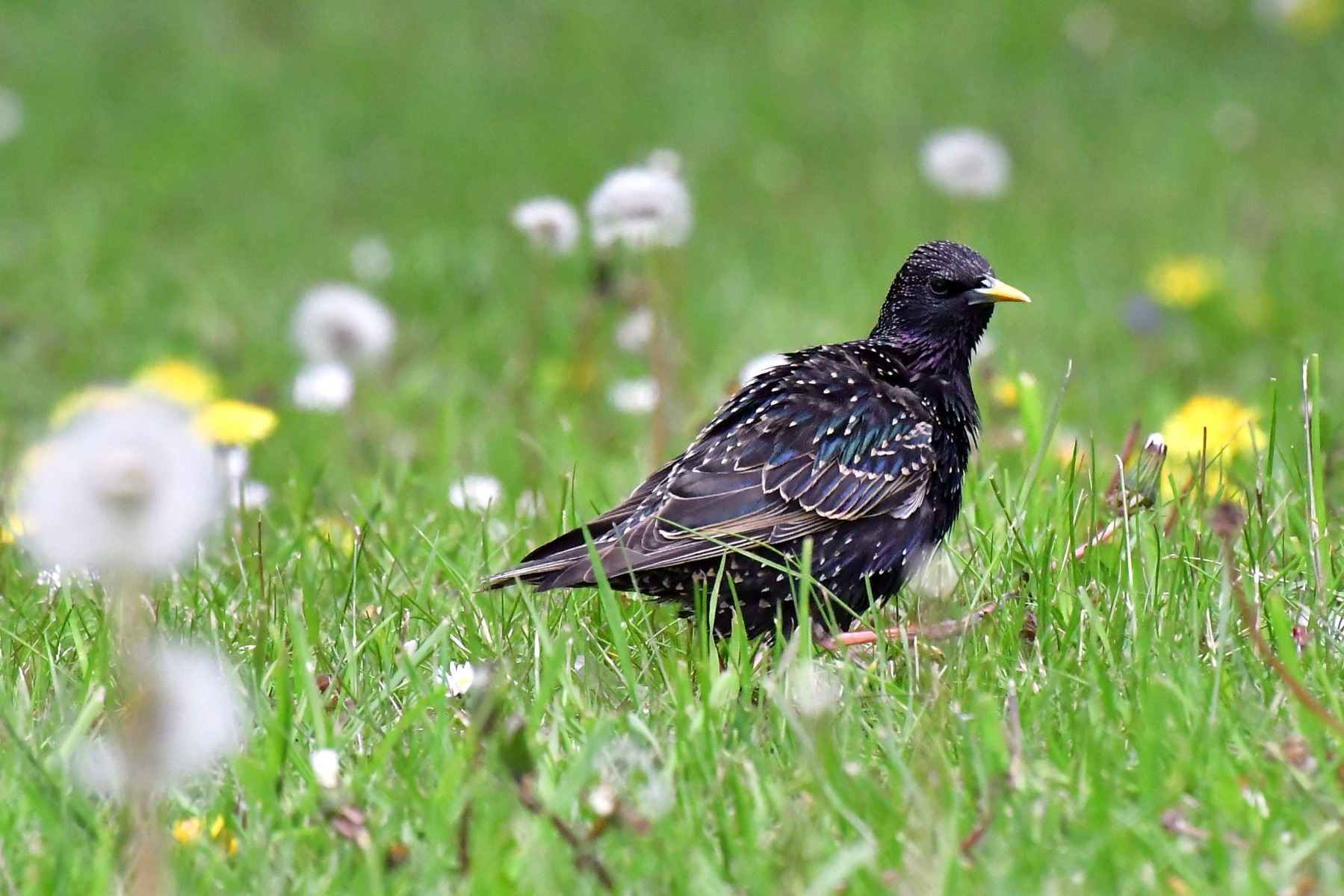 The starling.. | Фотограф Ihar Karneichuk | foto.by фото.бай