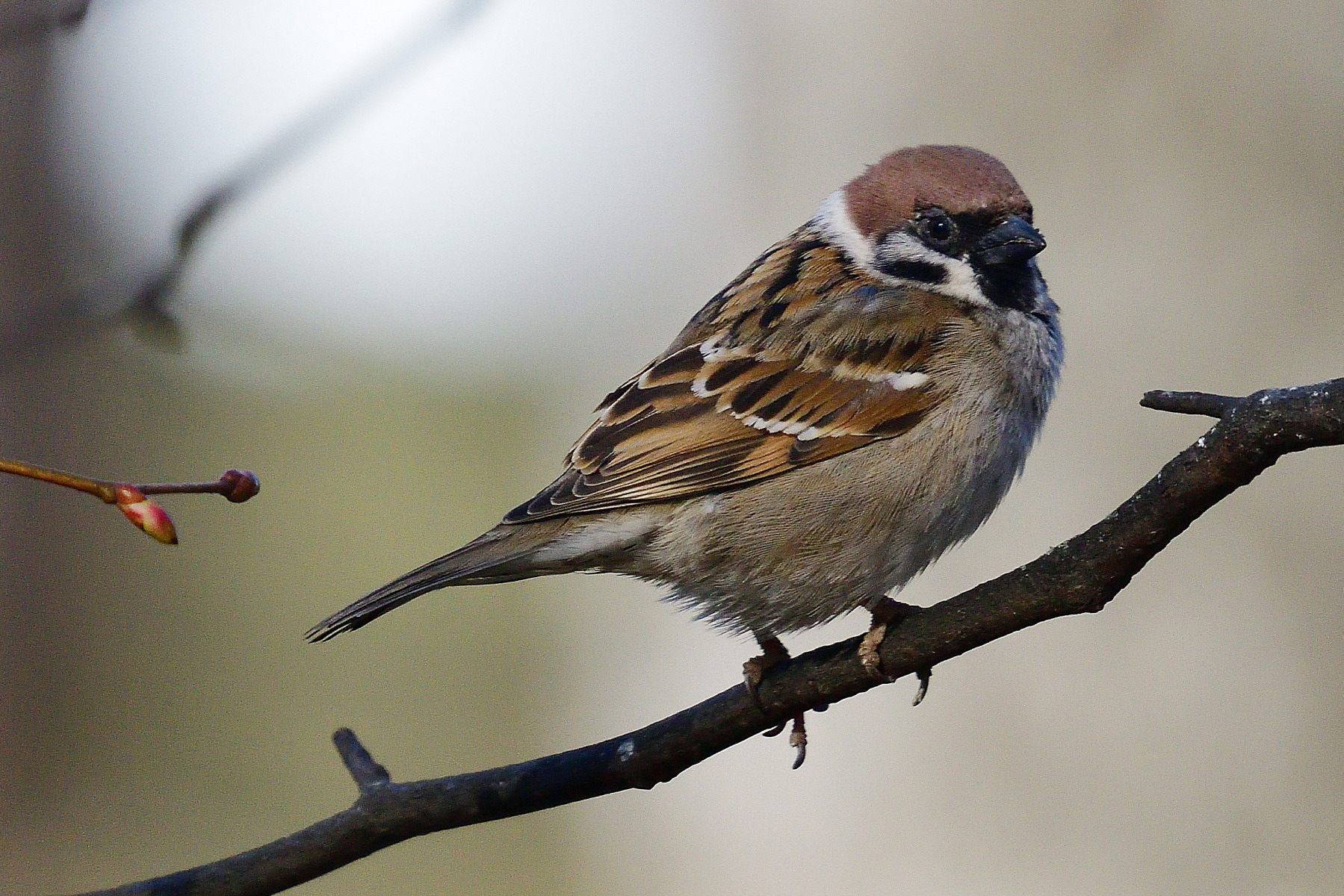 *** | foto.by фото.бай