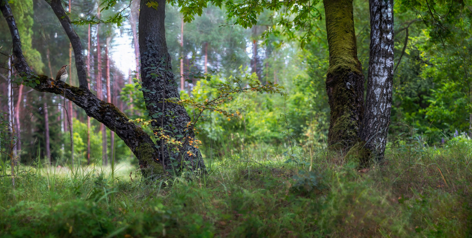 Зарисовка июля | Фотограф Сергей Шабуневич | foto.by фото.бай