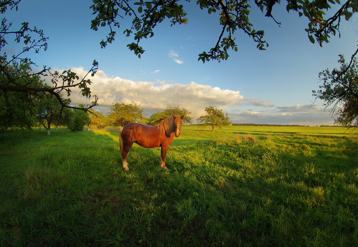 Вечер в весеннем саду | Фотограф Сергей Шляга | foto.by фото.бай