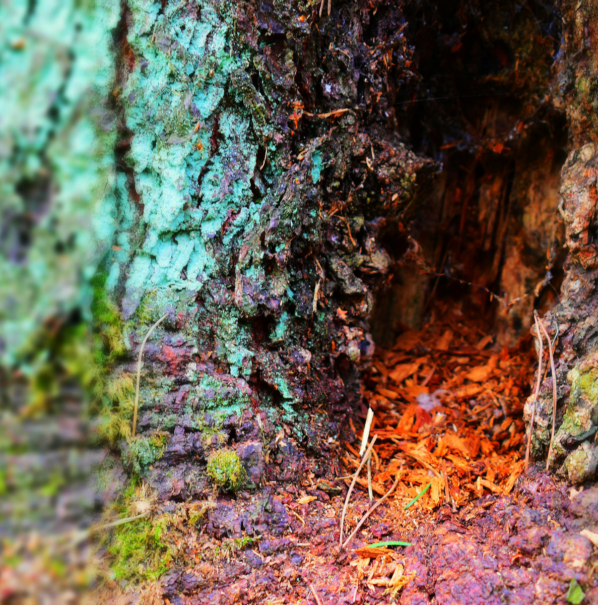 Ветхое дерево | Фотограф Виталий Лойко | foto.by фото.бай