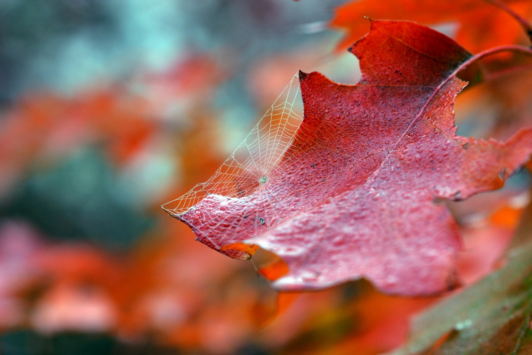Осень. Утро. | Фотограф Харук Виктор | foto.by фото.бай
