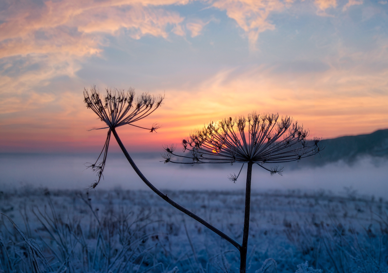 Про борщевик на рассвете | Фотограф Сергей Шабуневич | foto.by фото.бай