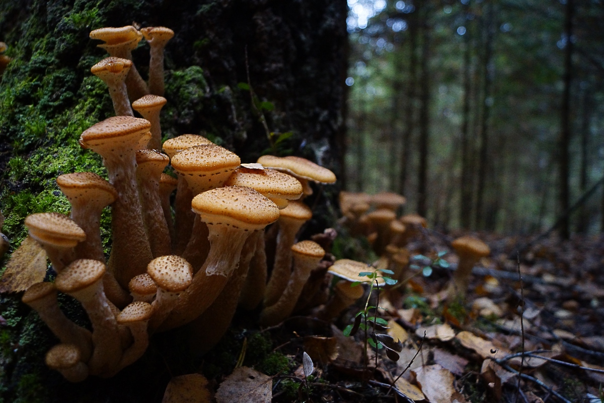 В осеннем лесу | Фотограф Василий Якушев | foto.by фото.бай