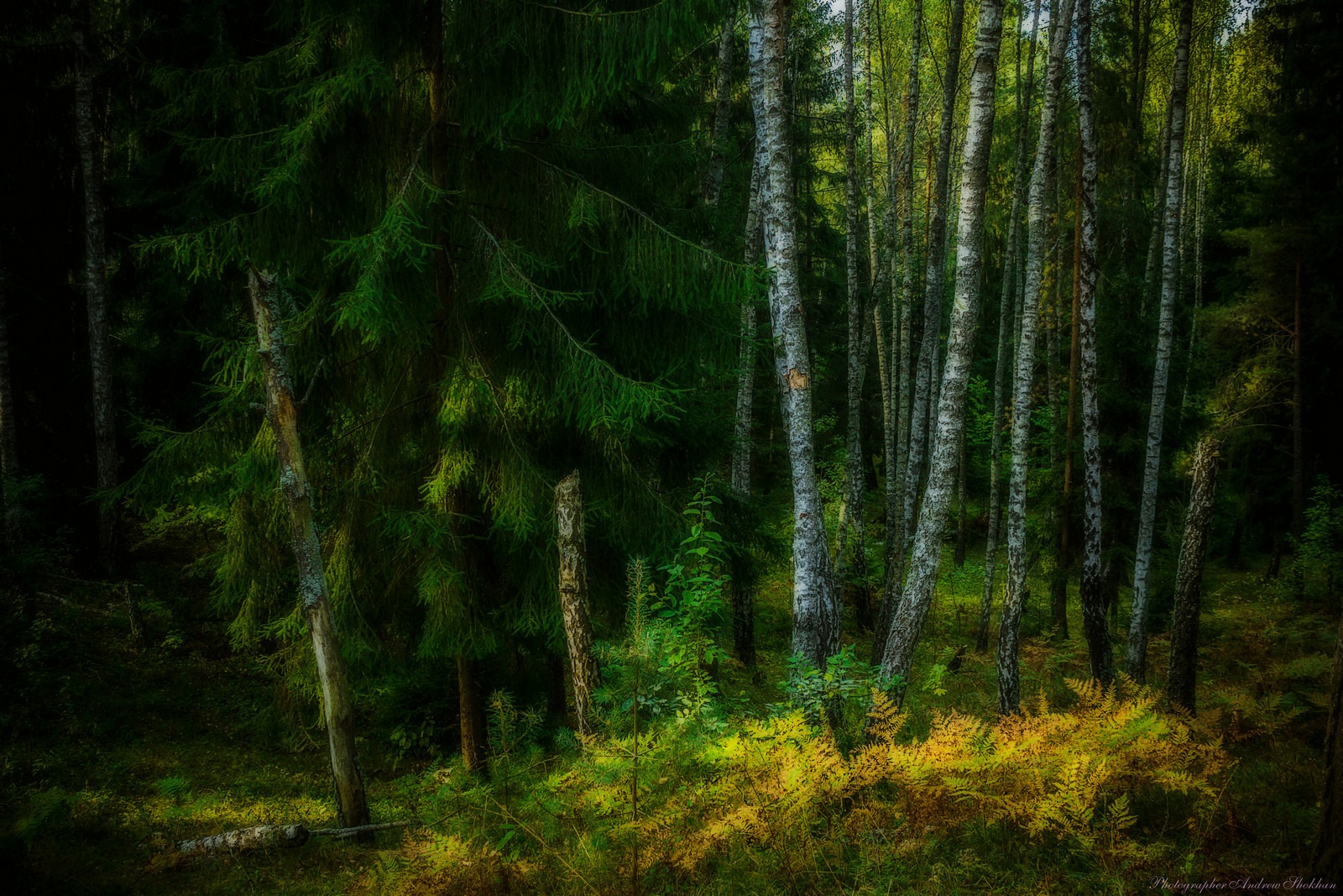 В лесу | Фотограф Andrew Shokhan | foto.by фото.бай