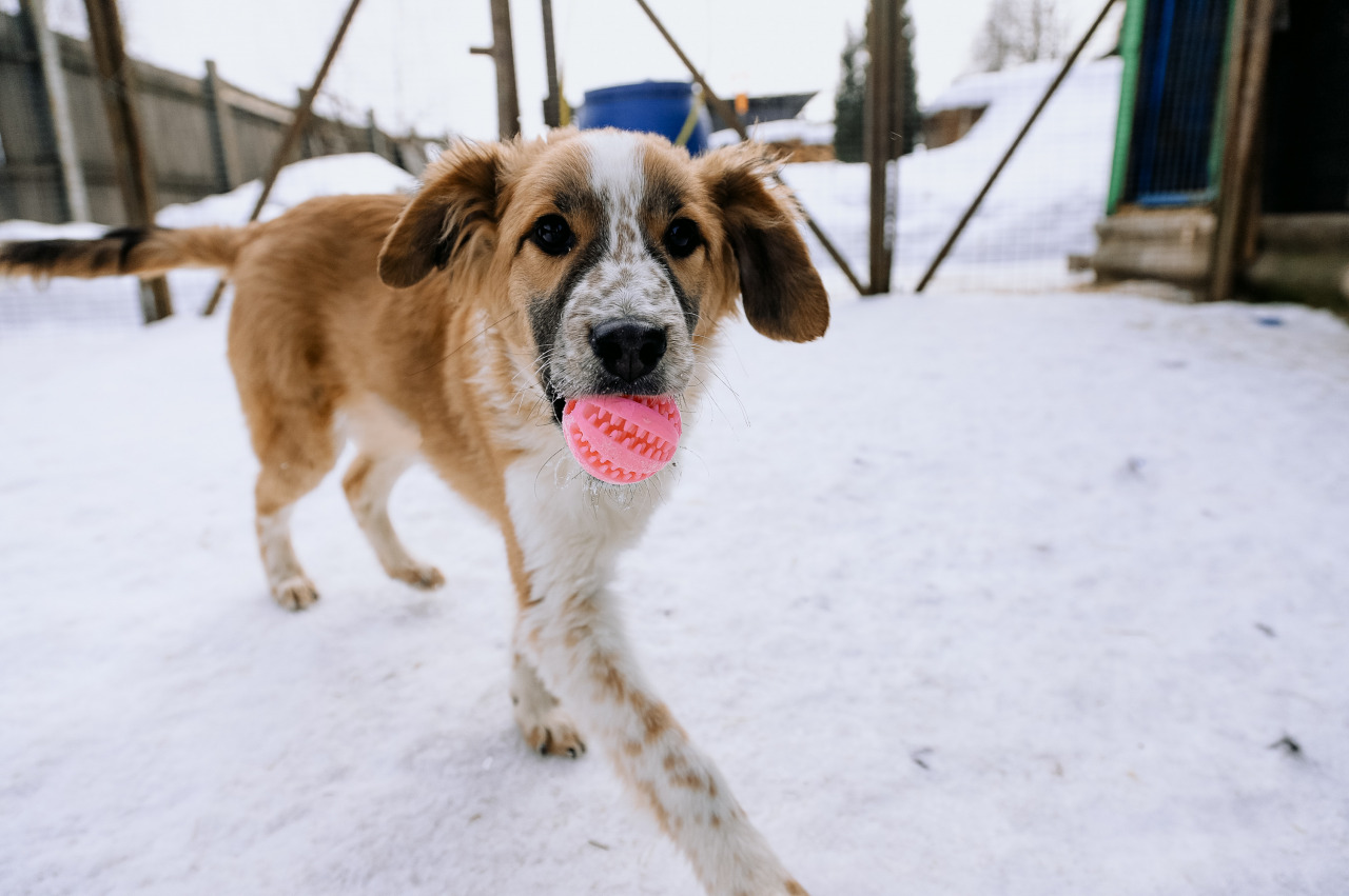 Фотограф в Минске - семейный, свадебный, репортажный фотограф. Фотосъёмка крещения, дня рождения, юбилея, венчания, корпоратива в Минске., фотография от 18.02.2026