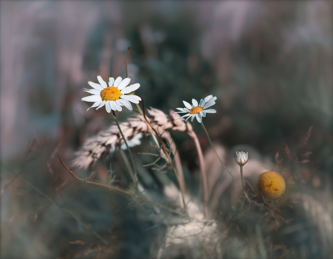 Цветы полевые | Фотограф Сергей Шабуневич | foto.by фото.бай