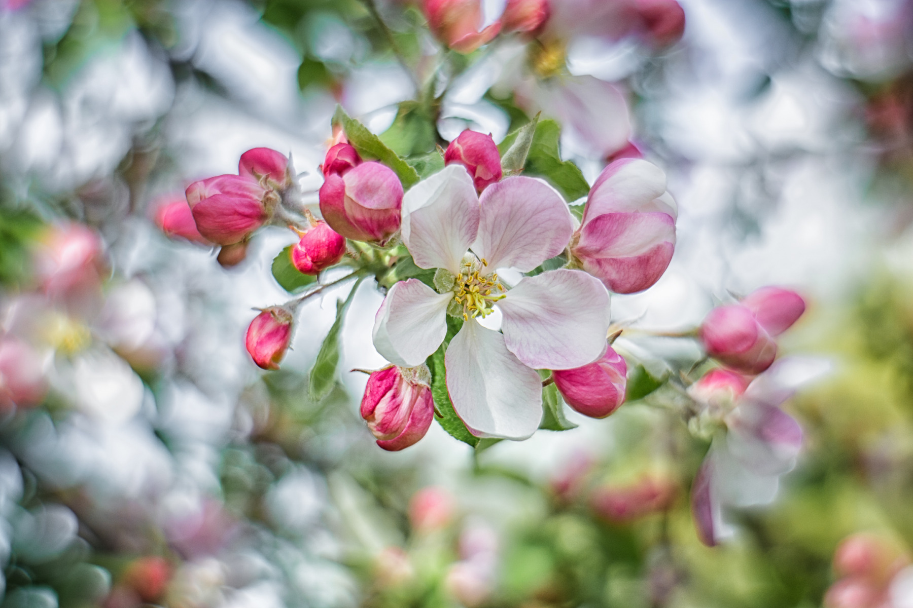 Яблоня в цвету | Фотограф Дмитрий Шудель | foto.by фото.бай