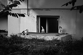 Всё коту под хвост | Фотограф Лариса Пашкевич | foto.by фото.бай