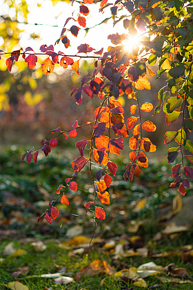Осень на закате | Фотограф Надежда Черткова | foto.by фото.бай