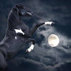 фотограф Виктория Злотник. Фотография "Лунный конь"