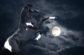 Лунный конь | Фотограф Виктория Злотник | foto.by фото.бай