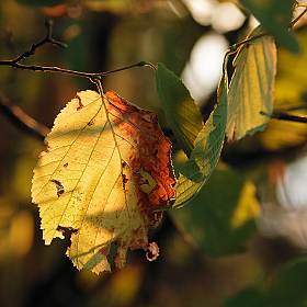 фотограф Владимир Ковалёв. Фотография "Автопортрет"