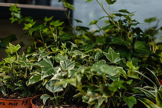Фотограф Алексей и Валентина Богушевич, фотография добавлена 19.10.2017