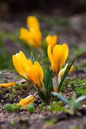 Весенний первоцвет | Фотограф Alex Bondarenko | foto.by фото.бай
