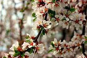 Весна | Фотограф Кристина Семенякина | foto.by фото.бай