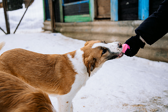 Фотограф Дмитрий Гусалов, фотография добавлена 18.02.2026