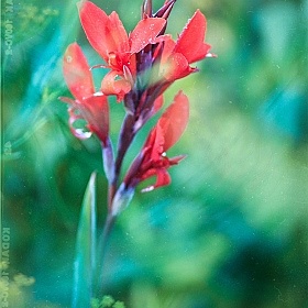 фотограф Антон Ковалевский. Фотография "Flower"