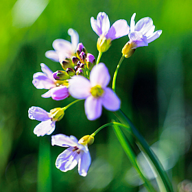 Полевые цветы... | Фотограф Айвар Удрис | foto.by фото.бай