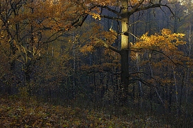 Осень | Фотограф Сергей Шляга | foto.by фото.бай