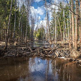лесные протоки | Фотограф Виталий Полуэктов | foto.by фото.бай