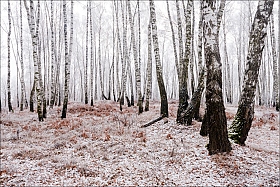 Молочный лес | Фотограф Юрий Купреев | foto.by фото.бай