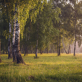 Утренний лес. | Фотограф Mihail | foto.by фото.бай