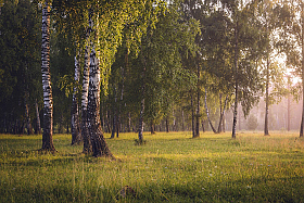 Утренний лес. | Фотограф Mihail | foto.by фото.бай