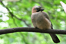 Jay.. | foto.by фото.бай