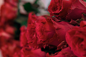 Работа фотографа Сергей Тарасов