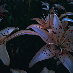 Альбом "цветы." | Фотограф Mariya Familiano | foto.by фото.бай
