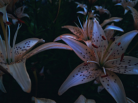 завораживающие лилии | Фотограф Mariya Familiano | foto.by фото.бай