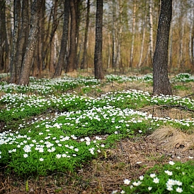 фотограф Николай Никитин. Фотография "весна"