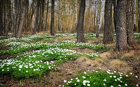 весна | Фотограф Николай Никитин | foto.by фото.бай