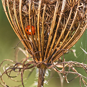 ladybug | Фотограф Зміцер Пахоменка | foto.by фото.бай