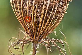 ladybug | Фотограф Зміцер Пахоменка | foto.by фото.бай