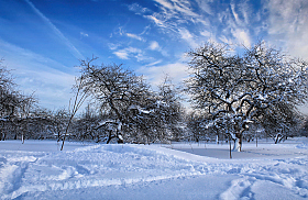 Зимний сад | Фотограф Сергей Шабуневич | foto.by фото.бай