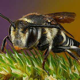 Пчелка | Фотограф Андрей Шаповалов | foto.by фото.бай