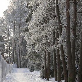 фотограф Ксения Царик. Фотография "Зимний лес"