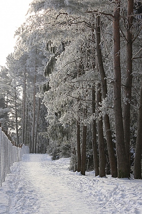 Зимний лес | Фотограф Ксения Царик | foto.by фото.бай