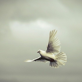 фотограф Polina Koroleva. Фотография "Небо мои крылья"