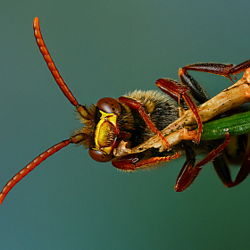 Пчела номада | Фотограф Андрей Шаповалов | foto.by фото.бай