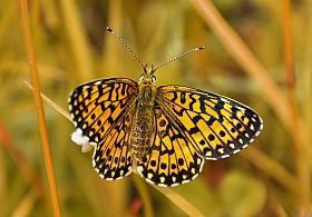 про бабочку и лето.... | Фотограф tany naumovich | foto.by фото.бай