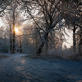 Зимний рассвет | Фотограф Александр Шатохин | foto.by фото.бай