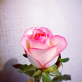 фотограф Mishel Aslan. Фотография "красивая роза"