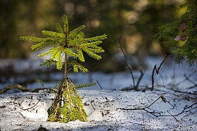 В лесу родилась елочка... | Фотограф Антон Толкачев | foto.by фото.бай