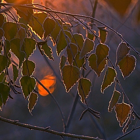 фотограф Александр Игнатьев. Фотография "Краски морозного утра."