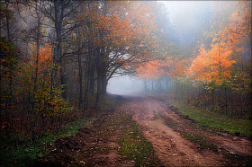 Деревья в тумане | Фотограф Сергей Шабуневич | foto.by фото.бай