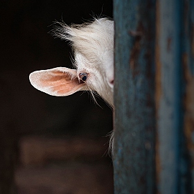 фотограф Max Max. Фотография "Про козу"