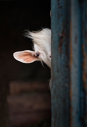Про козу | Фотограф Max Max | foto.by фото.бай